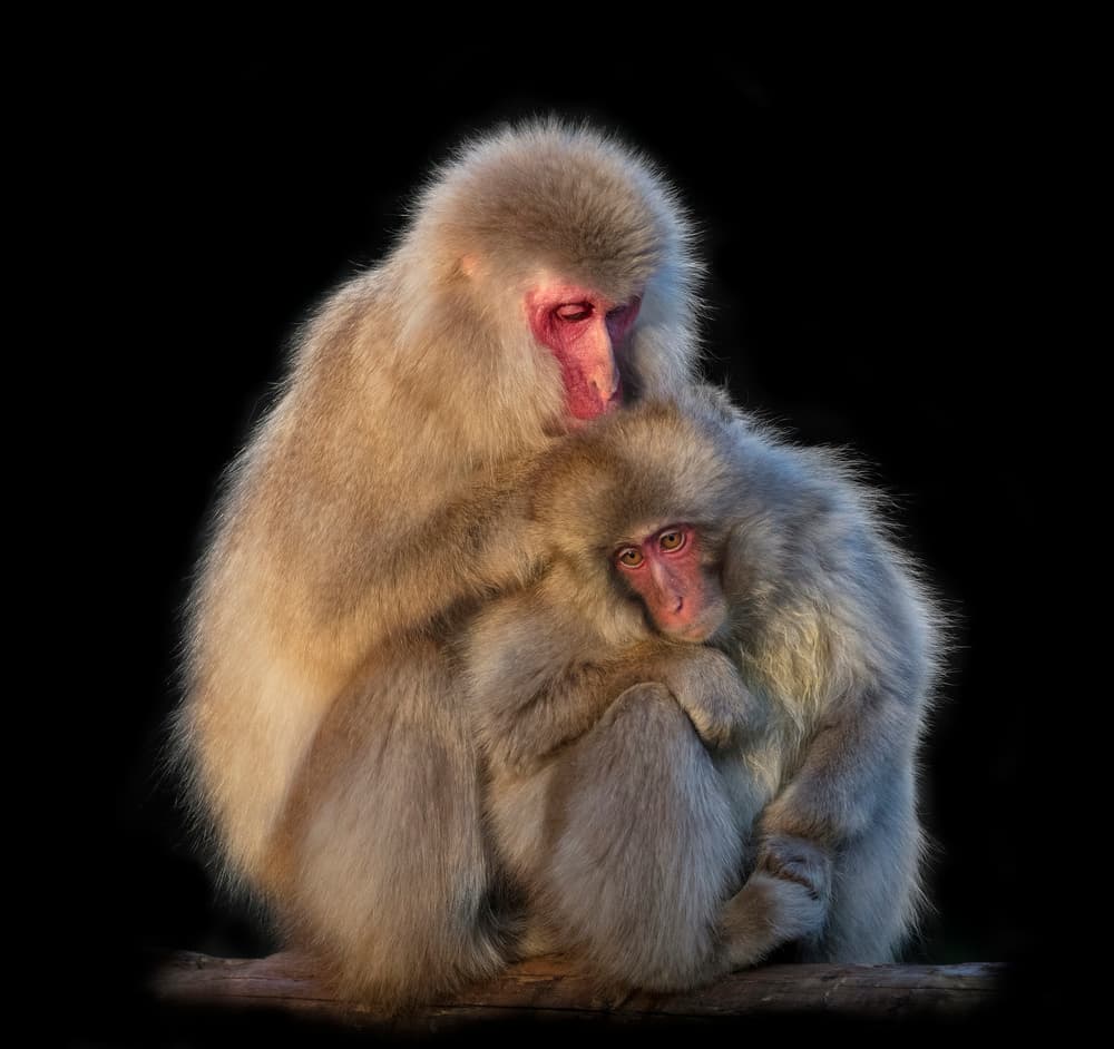 Snow Monkey Embrace by C.S. Tjandra — canvas wall art