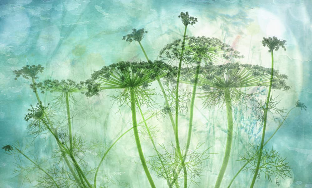 Green Botanical Dream by Hilda van der Lee — canvas wall art