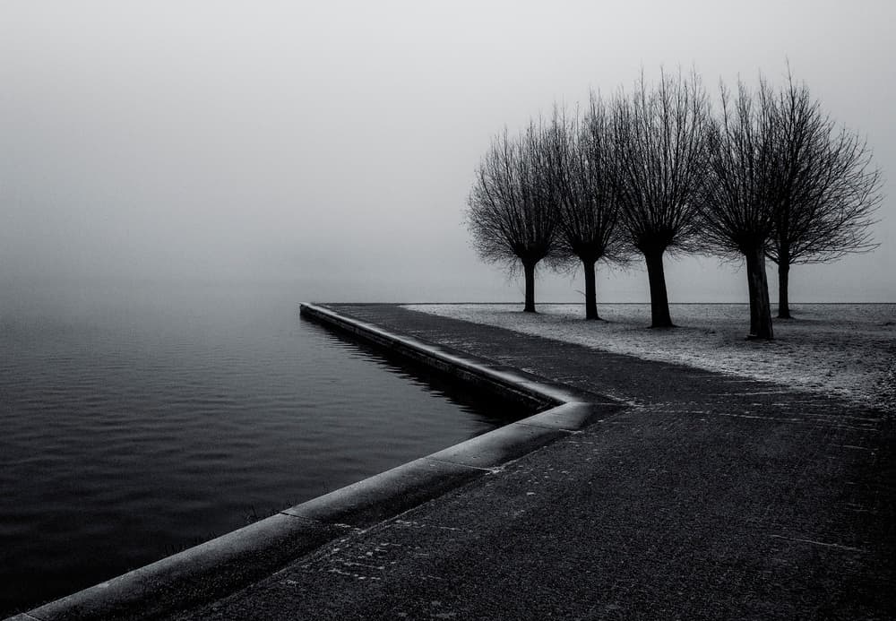 Misty Lakeside Trees by Gerard Jonkman — canvas wall art