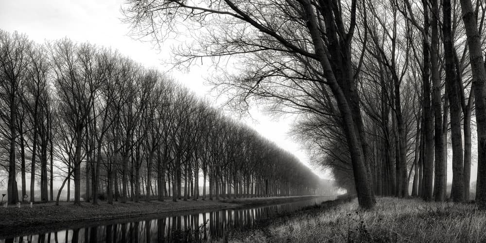 Misty Tree Lined Canal by Yvette Depaepe — canvas wall art