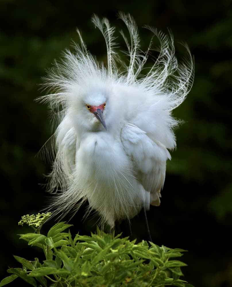 Fluffy Egret Display by Amy Marques — canvas wall art