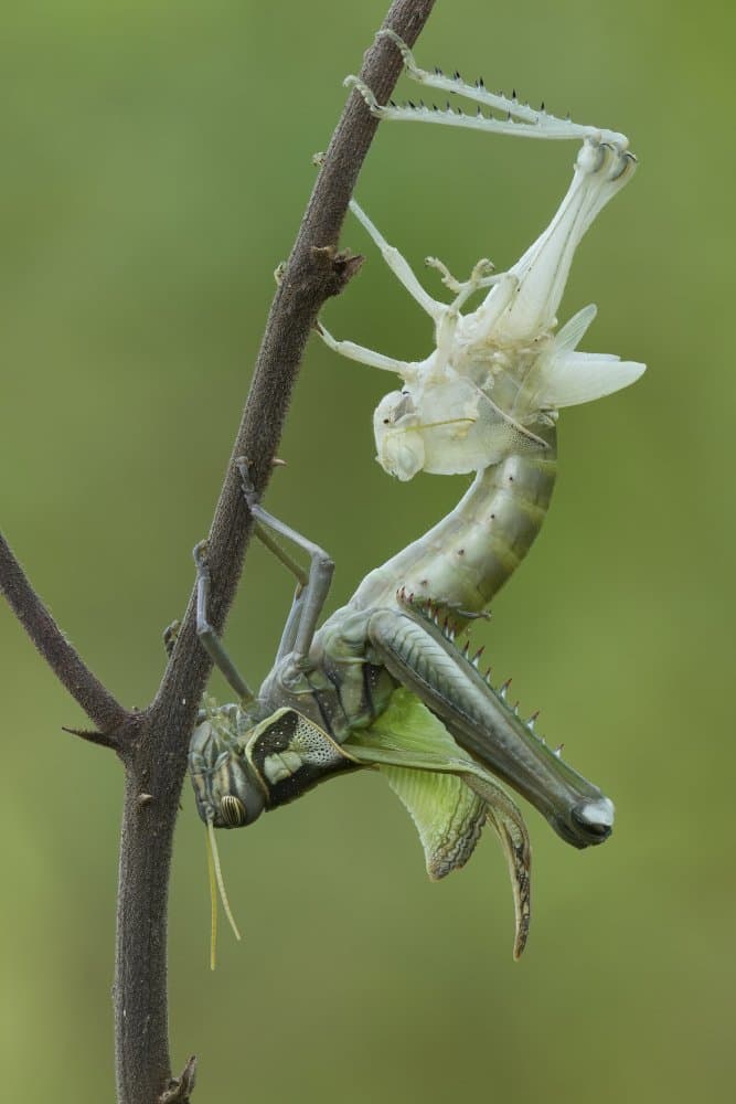 Molting Grasshopper by Phat Dao Tan — canvas wall art