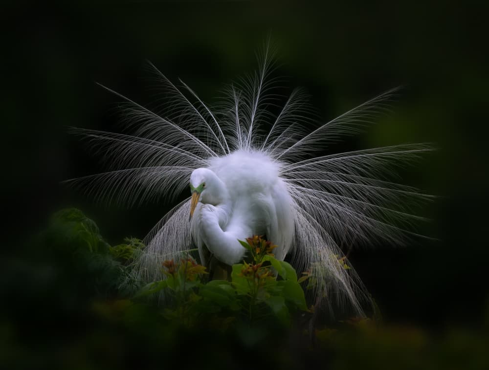 Elegant Egret Display by Ruiqing P. — canvas wall art