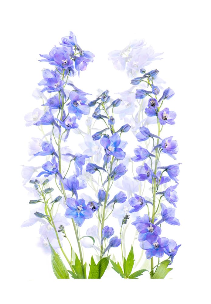 Delphinium by Jacky Parker — canvas wall art