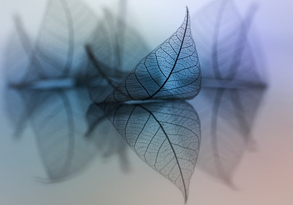 Ethereal Blue Leaf Reflection by Shihya Kowatari — canvas wall art