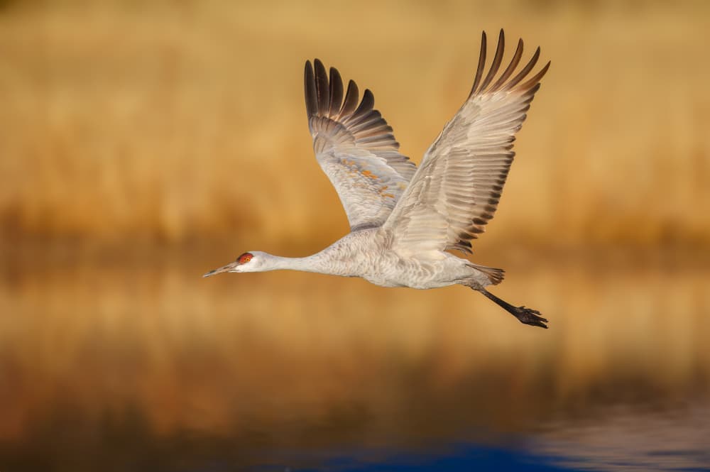 Golden Hour Crane Flight by Mike He — canvas wall art
