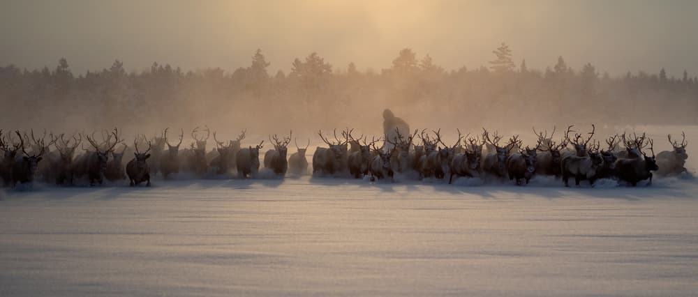 Misty Reindeer Run by Marcel Rebro — canvas wall art