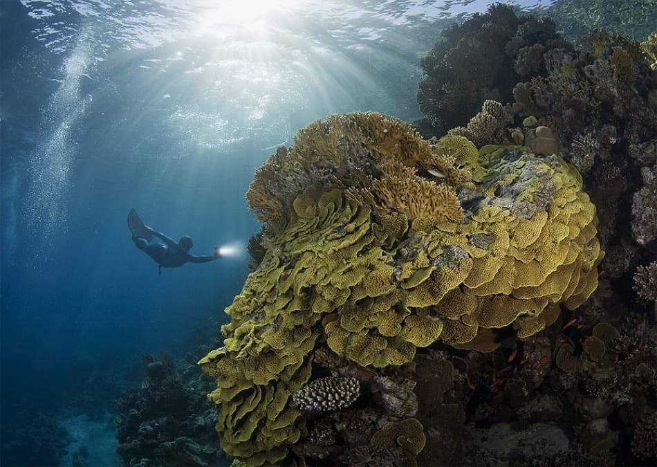 Sunlit Coral Dive by Andrey Narchuk — canvas wall art