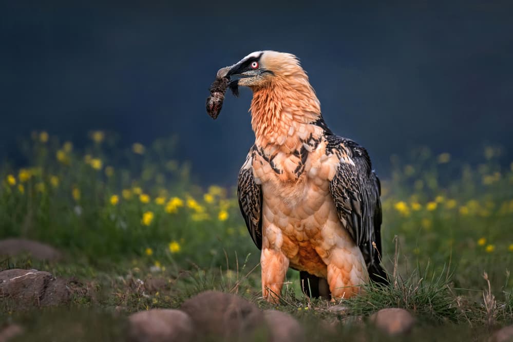 Bone-Breaking Bearded Vulture by Xavier Ortega — canvas wall art