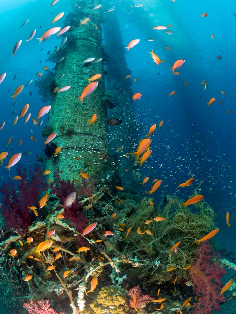 Vibrant Underwater Life by Ilan Ben Tov — canvas wall art