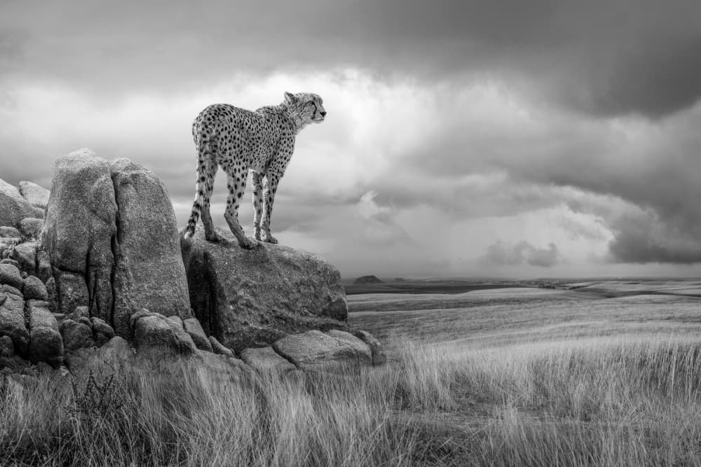 Cheetah On The Lookout by Marcel Egger — canvas wall art