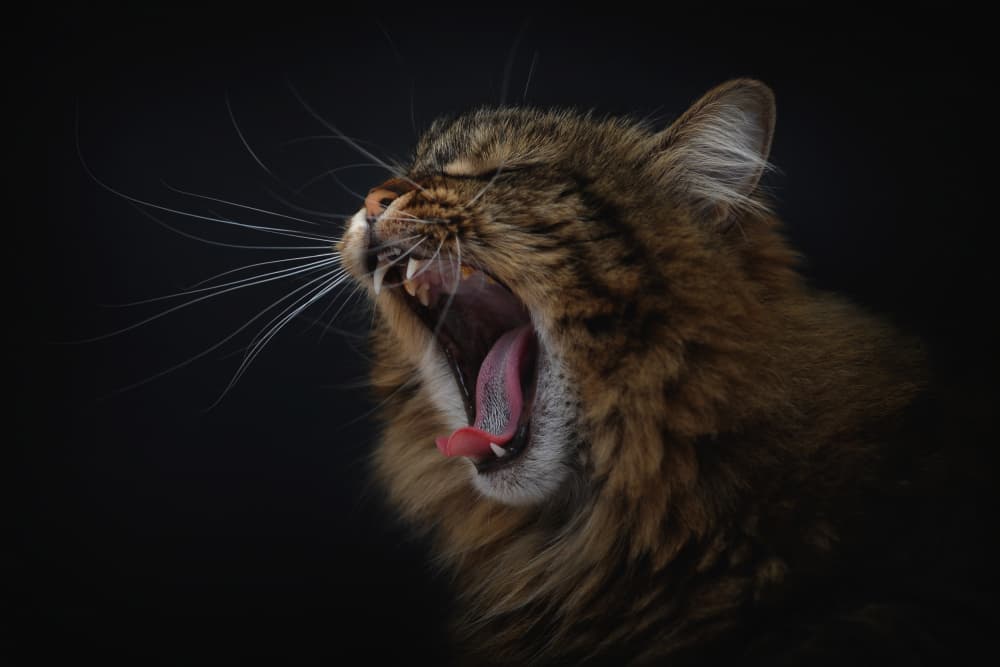 Cat's Big Yawn by Antonio Grambone — canvas wall art