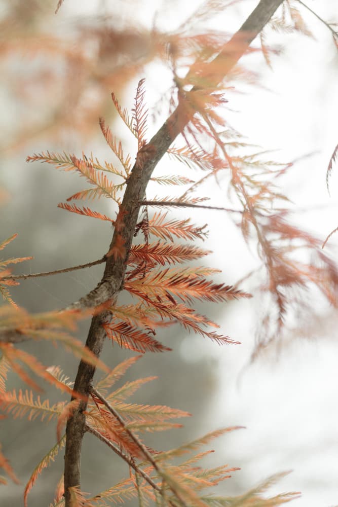 Ethereal Autumn Leaves by Megan Shone — canvas wall art