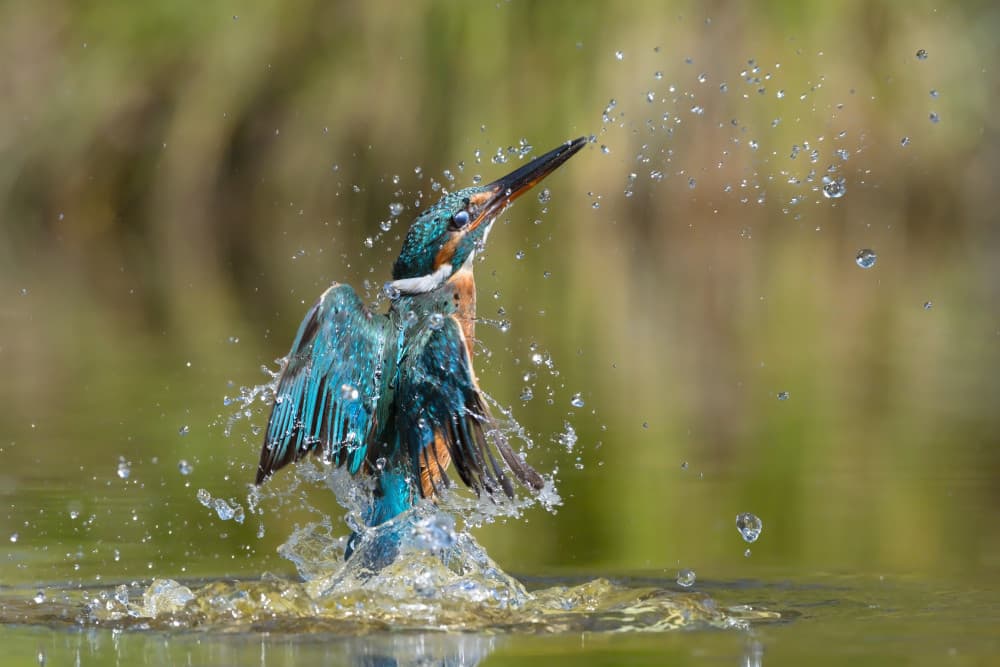 Dynamic Kingfisher Splash by Marco Pozzi — canvas wall art
