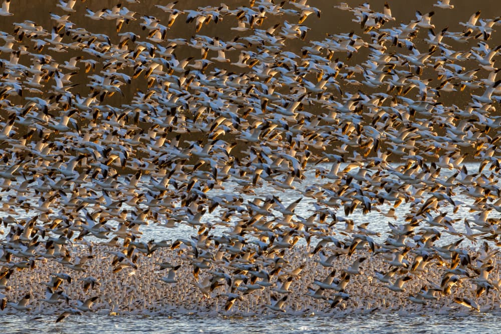 Snow Geese Migration by Xiaohong Zhang — canvas wall art
