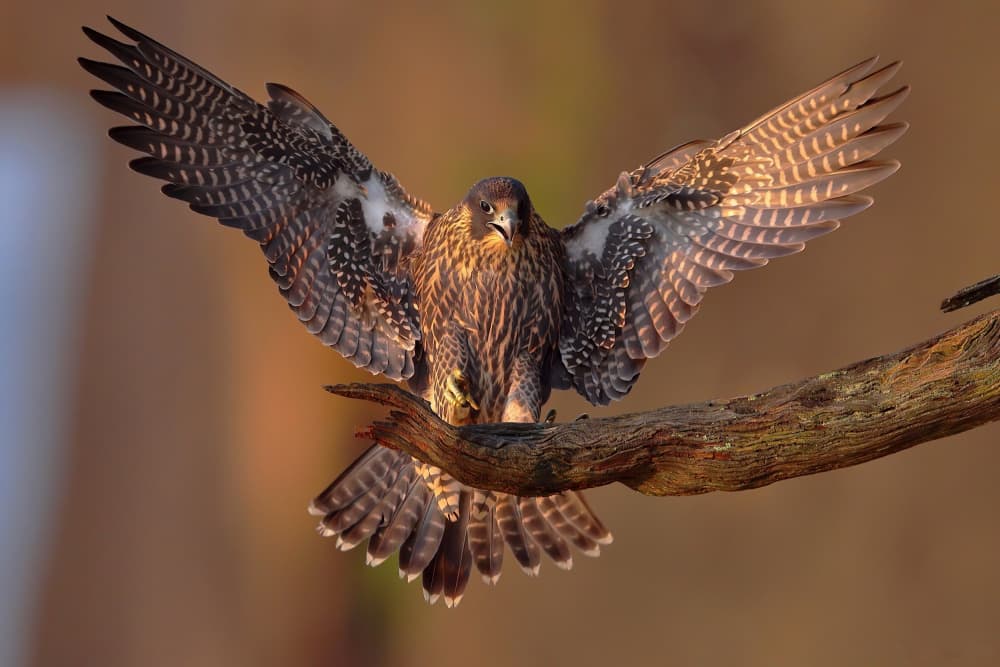 Majestic Falcon Wings by Gavin Lam — canvas wall art