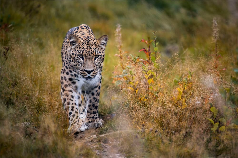 Leopard Walks Golden Field by Chris Coenders — canvas wall art