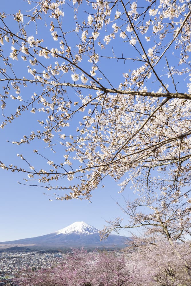 Mount Fuji Cherry Blossoms by Melanie Viola — canvas wall art