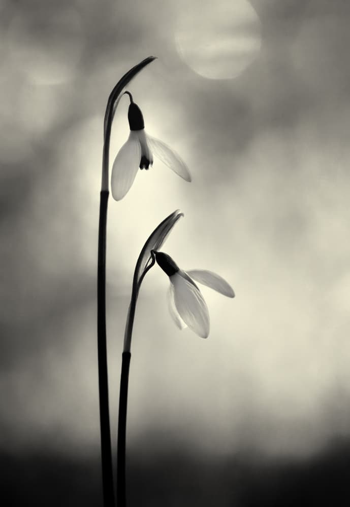 Delicate Snowdrop Blooms by Lotte Grønkjær — canvas wall art