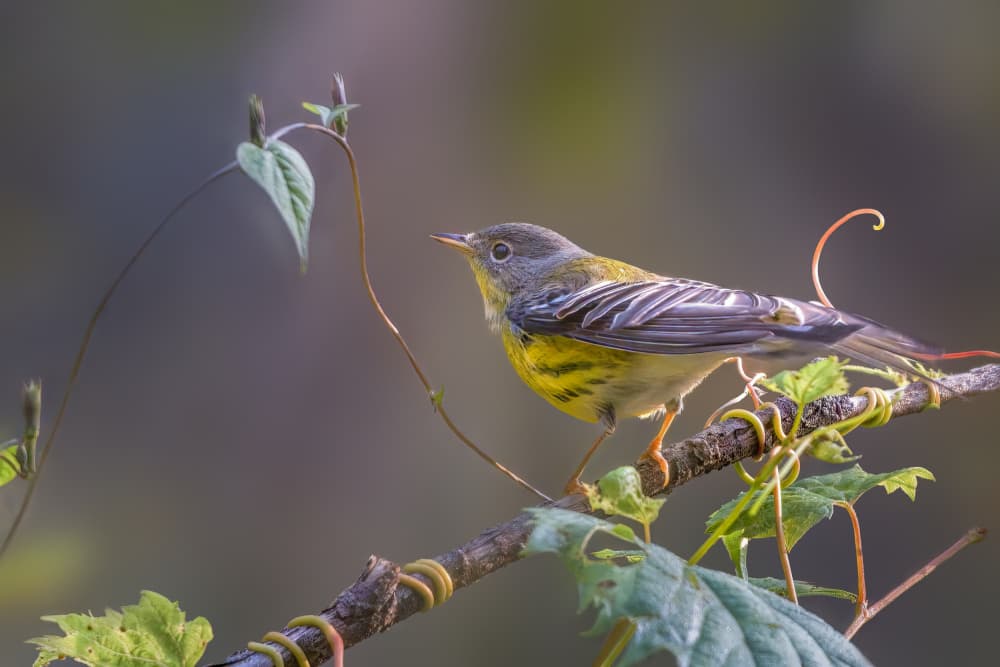 Vibrant Warbler Perched Branch by Jacob (Jian) Xu — canvas wall art