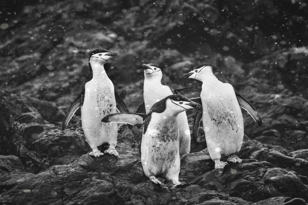 Snowy Chinstrap Penguins by Siyu_Wei APA — canvas wall art