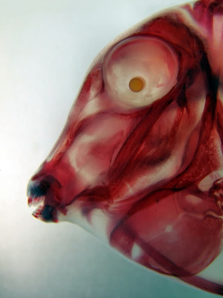 Transparent Fish Anatomy by Jimmy Hoffman — canvas wall art