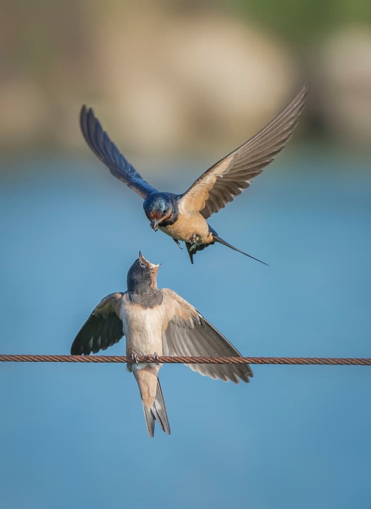 Swallows Feeding Moment by Mallal Moshe — canvas wall art