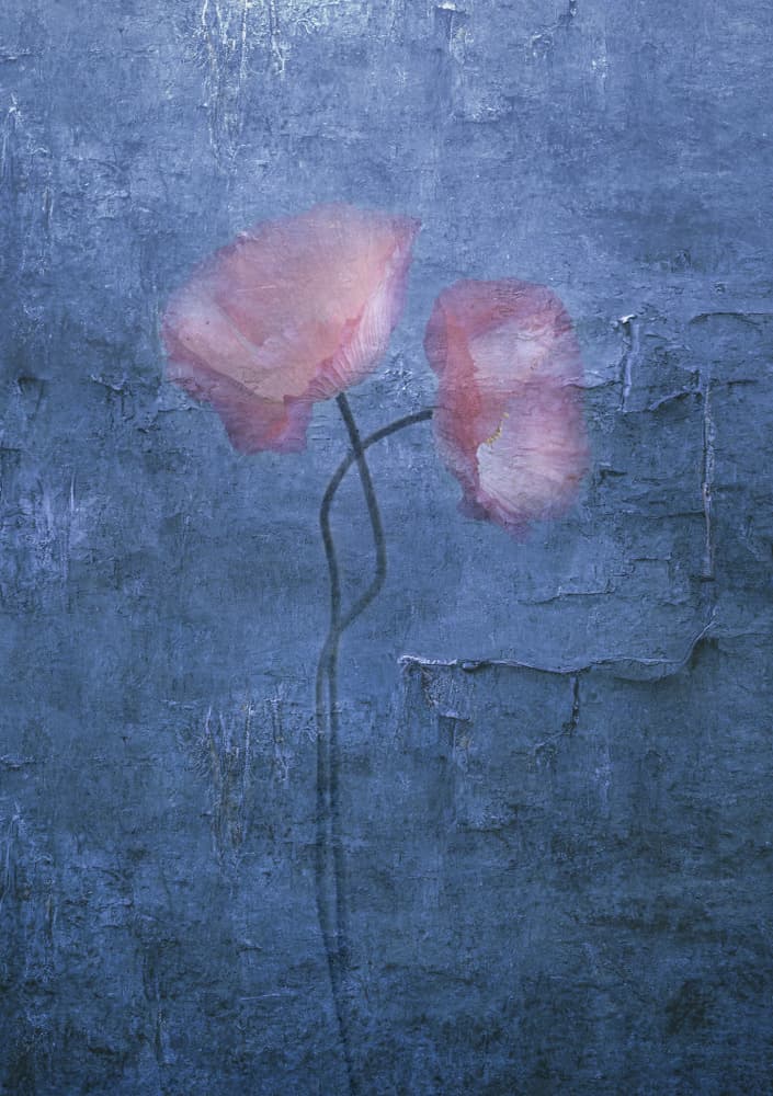 Soft Pink Poppies by Judy Tseng — canvas wall art