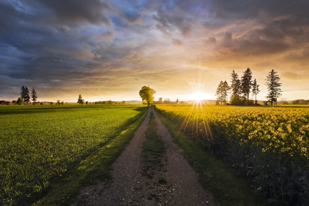 Summer Meadow by Stefan Hefele — canvas wall art