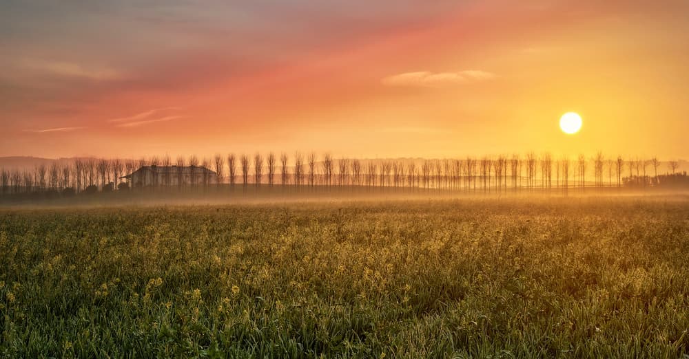 Golden Field Sunrise by Juan Luis Seco — canvas wall art