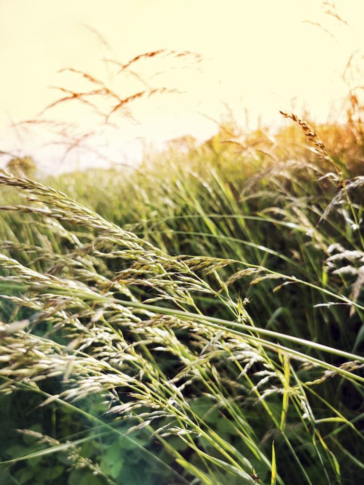 Sunlit Golden Grass Field by Angelo Cerantola — canvas wall art