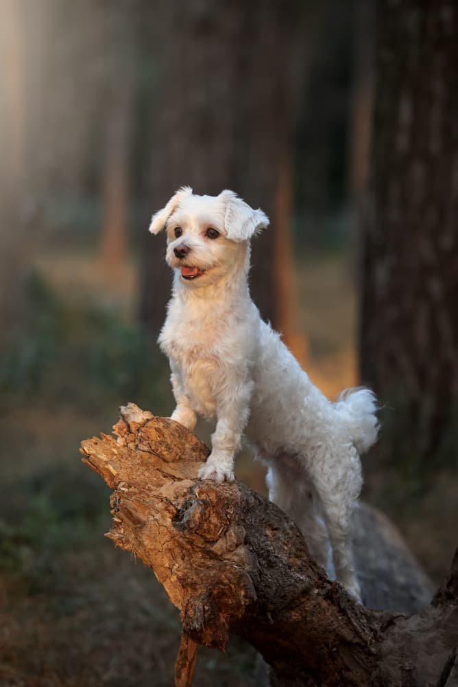 Joyful Forest Dog by Andrii Kazun — canvas wall art