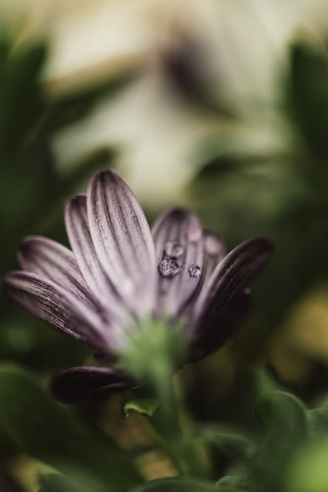 Dewy Daisy Petals by Javier Pardina — canvas wall art
