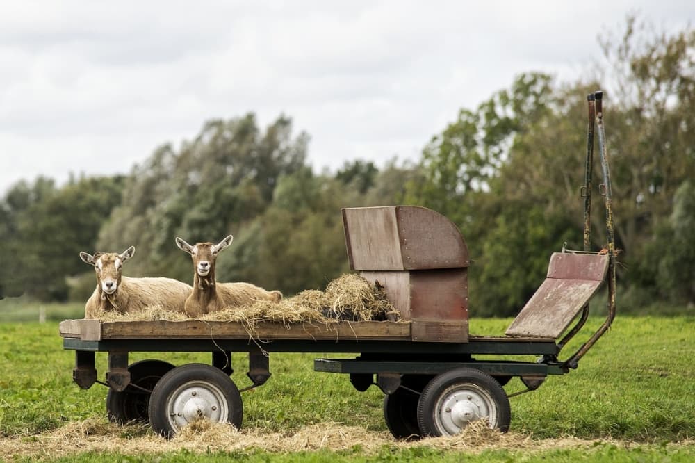 Rustic Goats On Wagon by Gert van den Bosch — canvas wall art