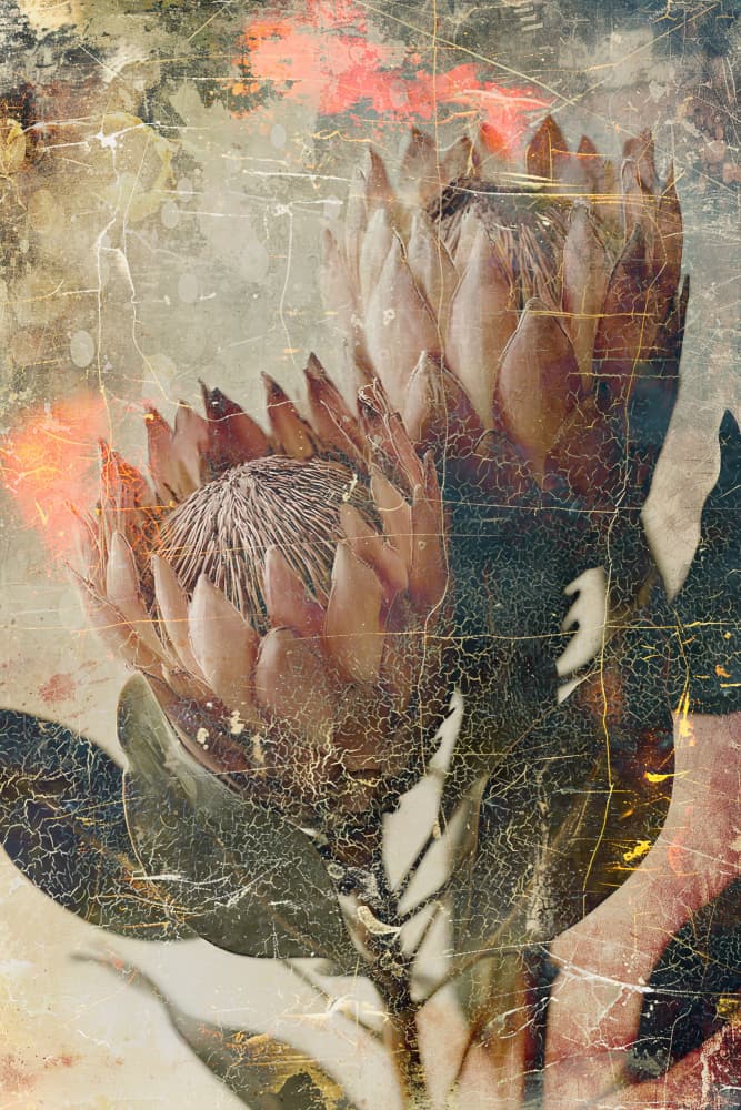 Vintage Protea Blooms by Rafal Kulik — canvas wall art