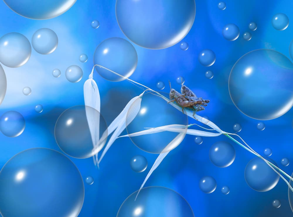 Dreamy Blue Grasshopper by Thierry Dufour — canvas wall art