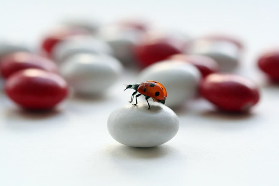 Sweet Ladybug Candy by Ellen van Deelen — canvas wall art