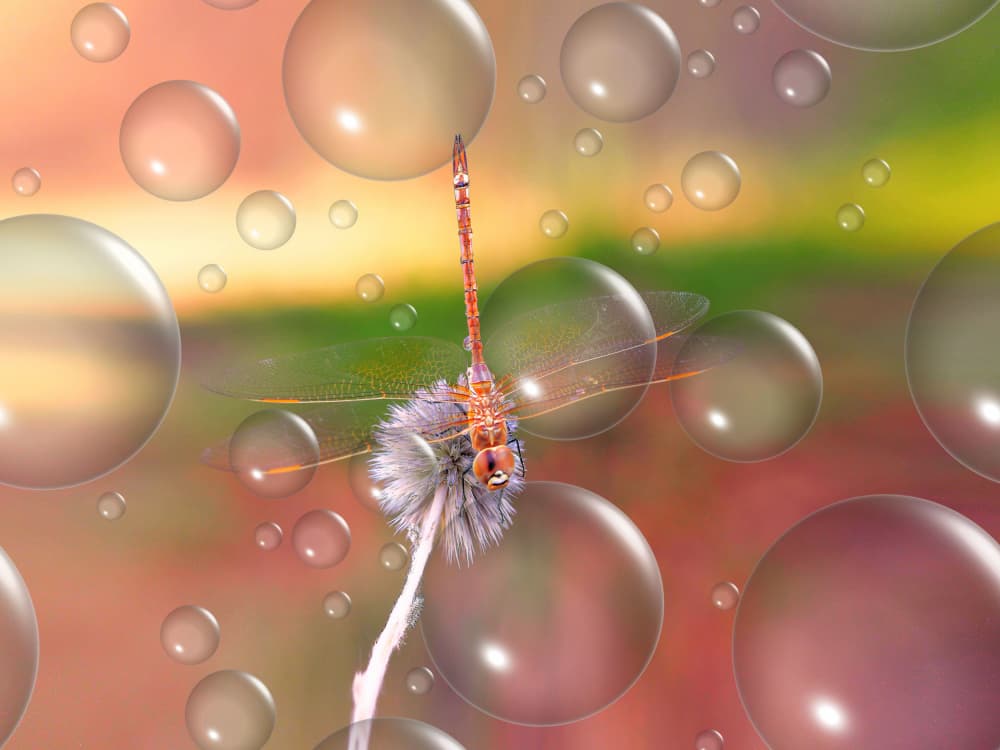 Dreamy Dragonfly Bubbles by Thierry Dufour — canvas wall art