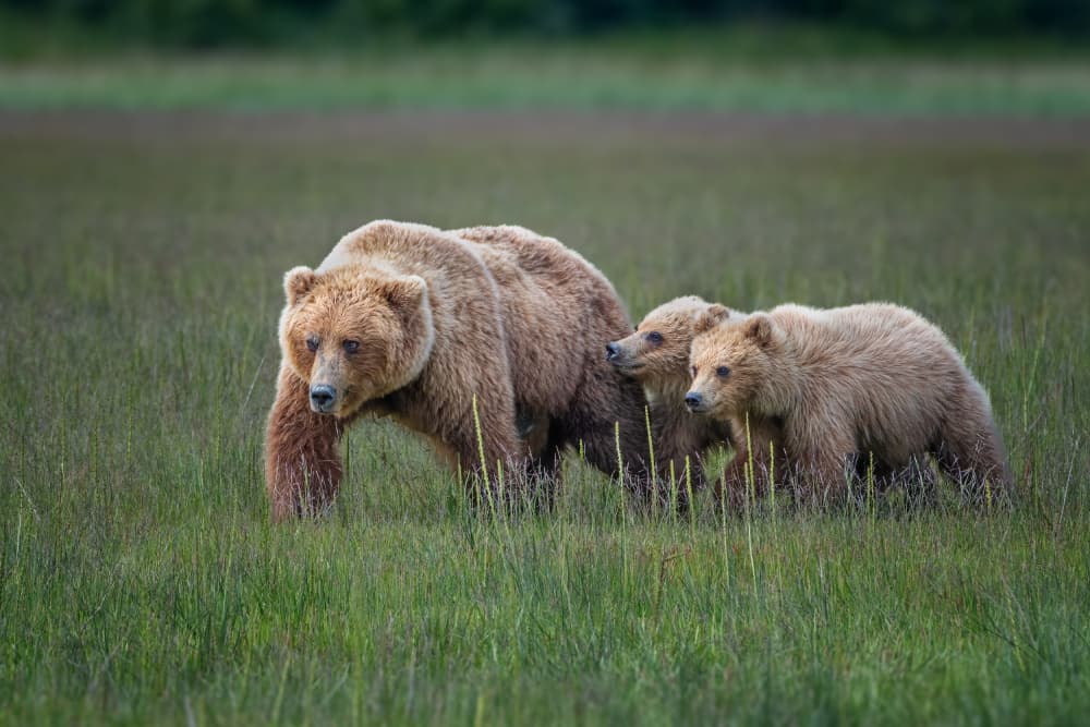 Brown Bear Family Walk by Jeffrey C. Sink — canvas wall art