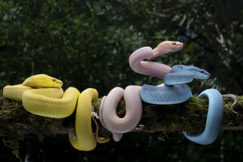 Colorful Tree Vipers by Ajar Setiadi — canvas wall art