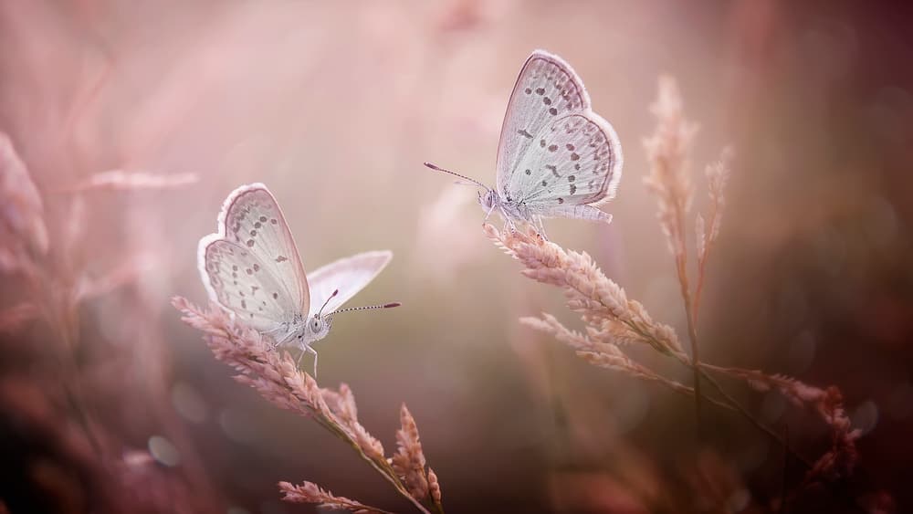 Dreamy Pink Butterflies by Fauzan Maududdin — canvas wall art