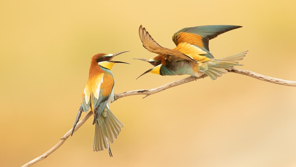 Vibrant Birds Dispute by Joan Gil Raga — canvas wall art