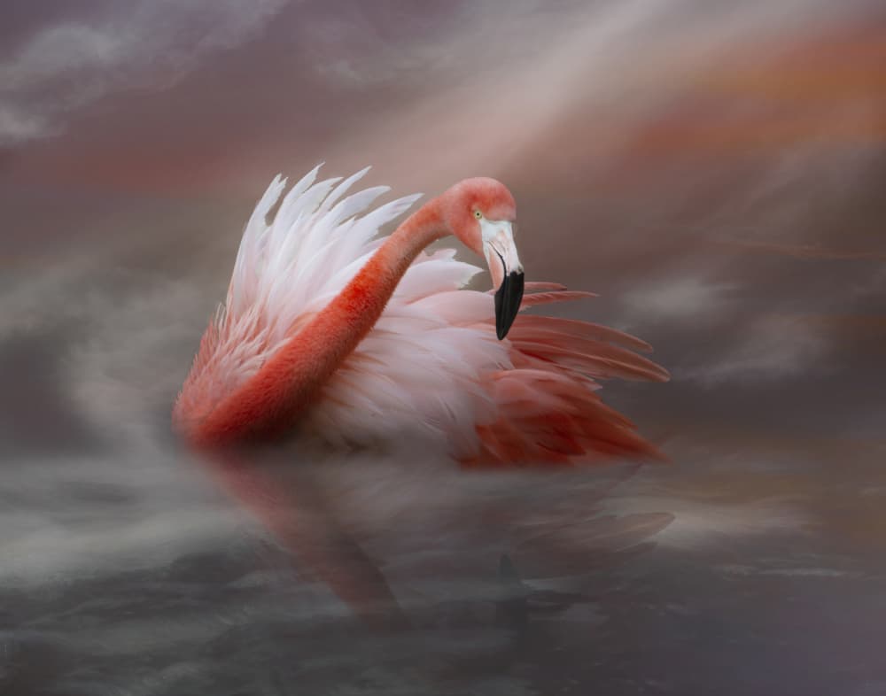 Serene Pink Flamingo by Krystina Wisniowska — canvas wall art