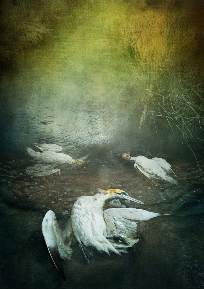 Somber Wetland Birds by Lucyna Łazarska ( Lucynda Lu ) — canvas wall art