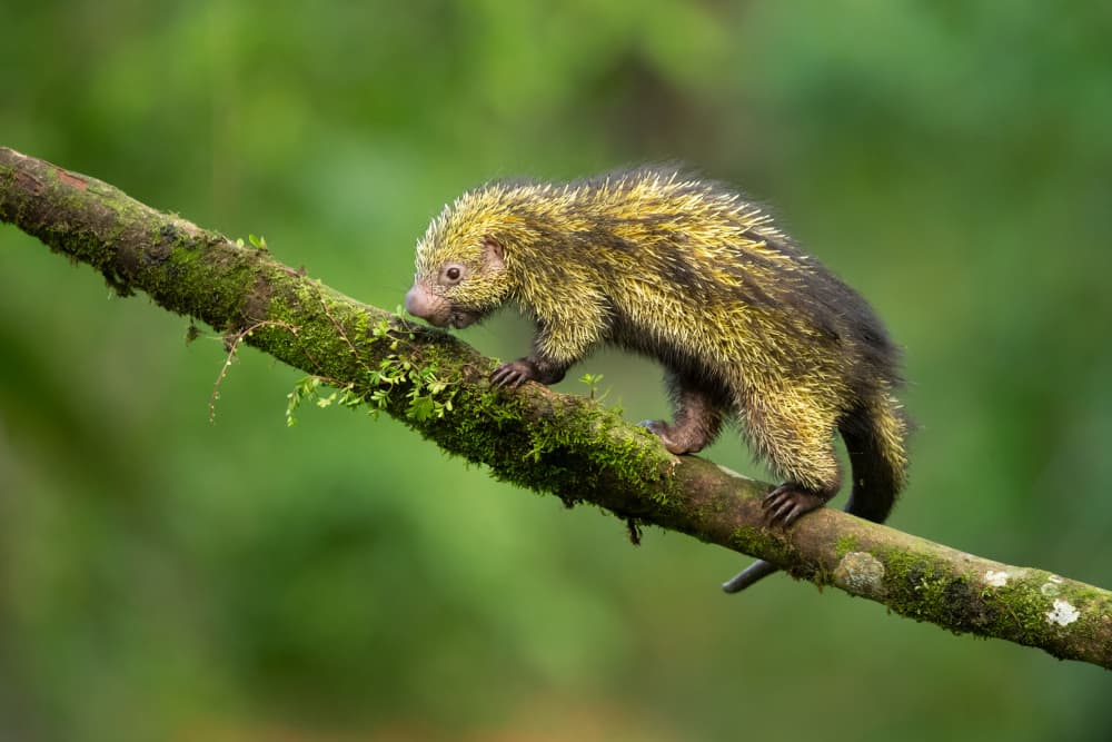 Curious Porcupine Climbs Branch by Milan Zygmunt — canvas wall art