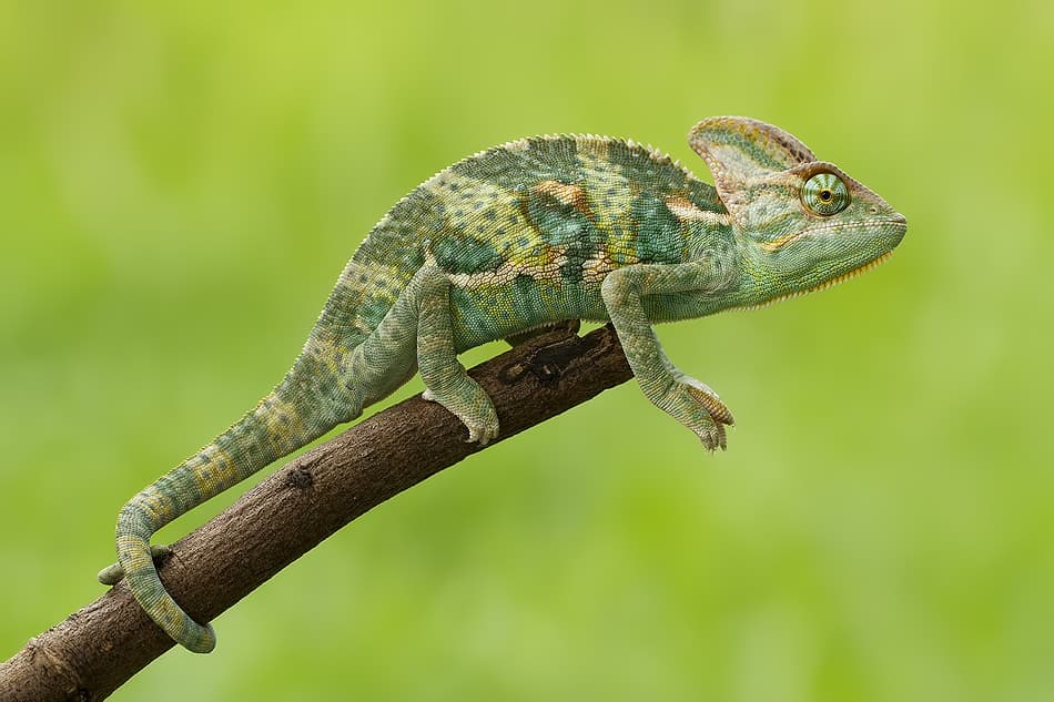 Green Chameleon Gaze by Gunarto Song — canvas wall art