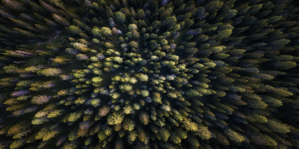 Verdant Woodland Canopy by David Martin Castan — canvas wall art