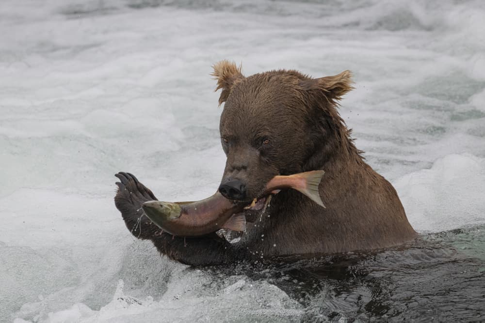 Brown Bear Catches Salmon by Tracy — canvas wall art