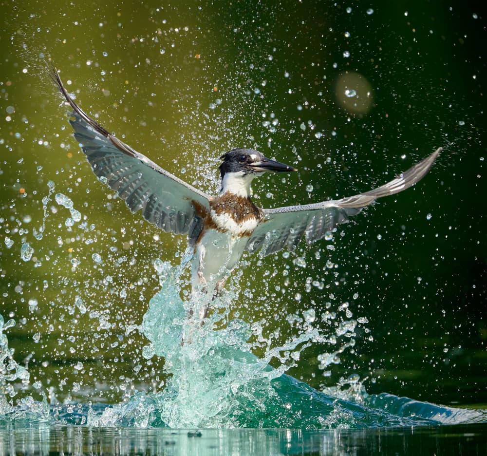 Dynamic Kingfisher Takeoff by Johnny Chen — canvas wall art