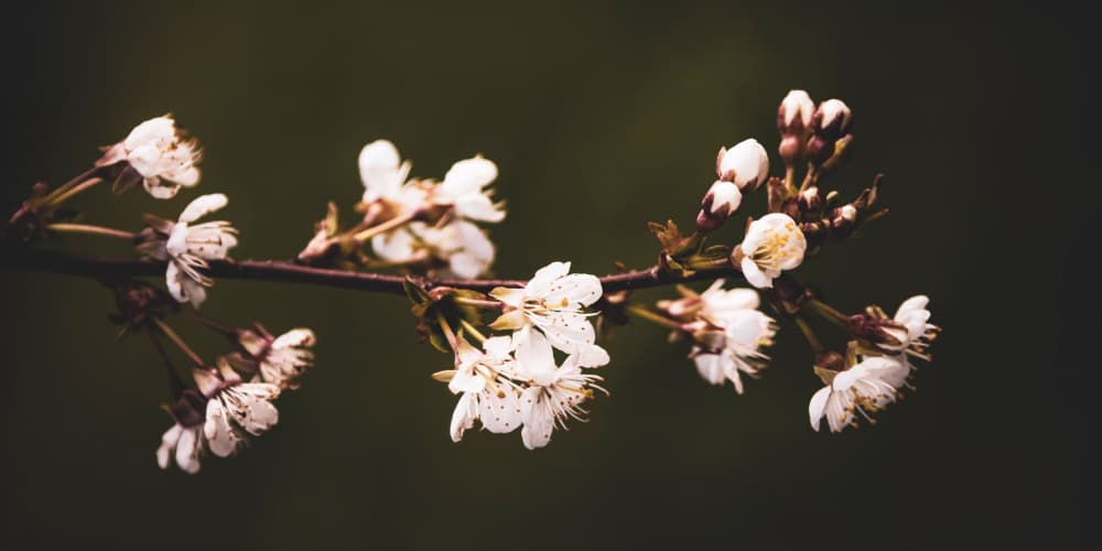 White Blossom Branch by Stephanie Klatt — canvas wall art